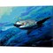 The Mighty Bull Shark by Jace D. McTier 20" x 16" Canvas Wall Art